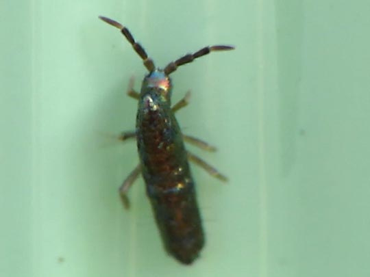 Lepidocyrtus paradoxus