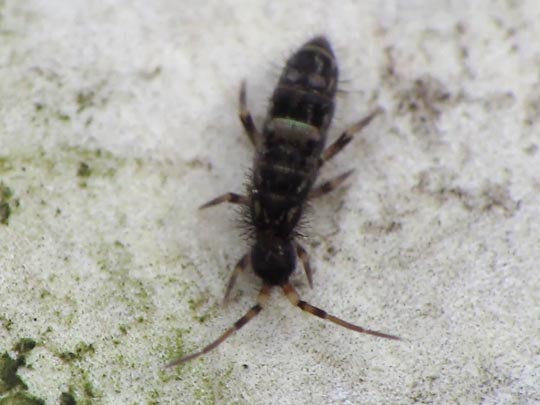Orchesella cincta