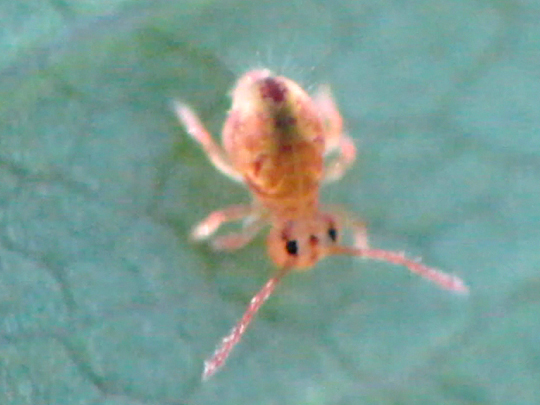 Dicyrtomina