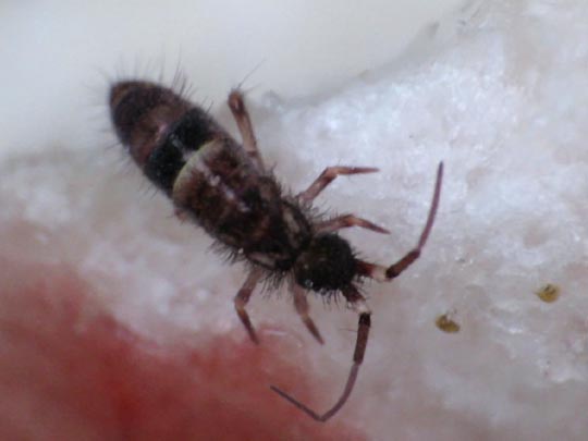 Orchesella cincta