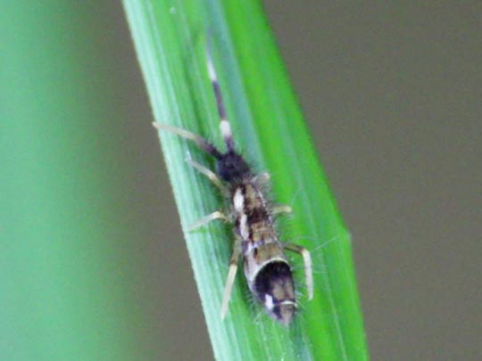 Sackkiefler, Entognatha