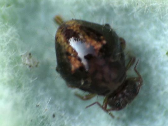 Allacma fusca