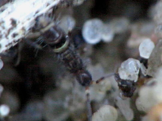 Sackkiefler, Entognatha