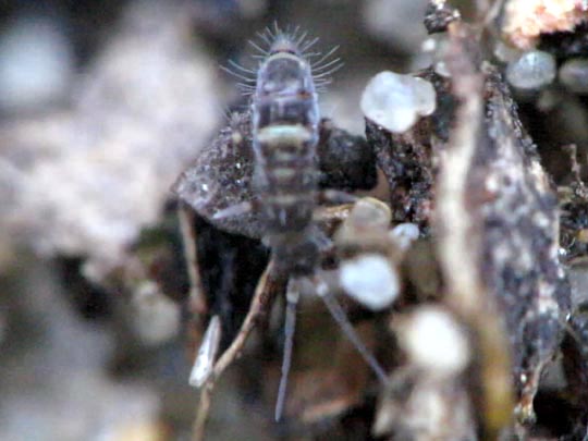 Sackkiefler, Entognatha