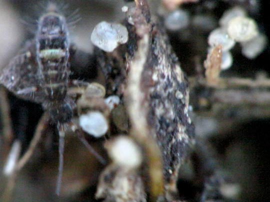 Sackkiefler, Entognatha