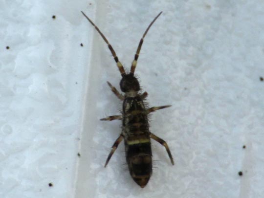 Orchesella cincta