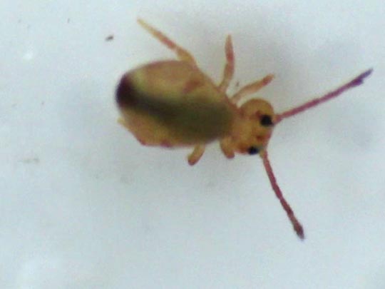 Dicyrtomina