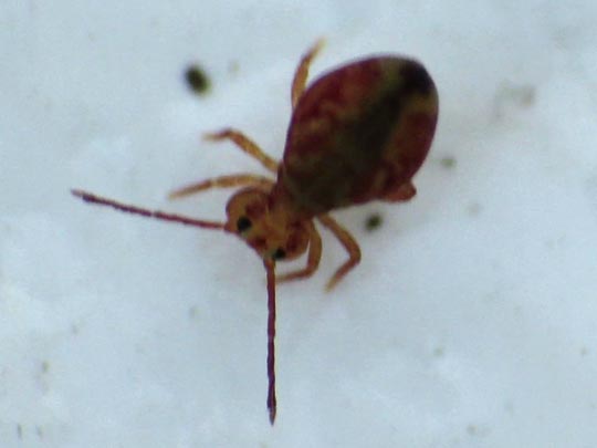 Dicyrtomina