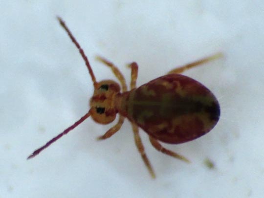 Dicyrtomina