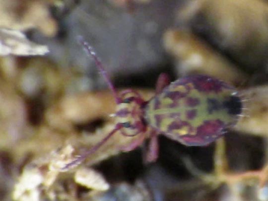 Dicyrtomina ornata