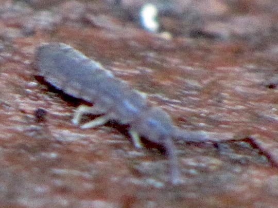 Sackkiefler, Entognatha