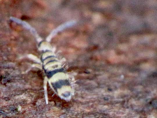 Entomobrya corticalis