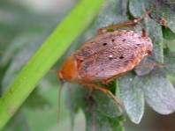 Ectobius sp.