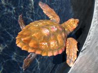 Caretta caretta, Unechte Karettschildkröte