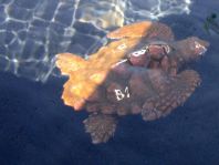 Caretta caretta, Unechte Karettschildkröte