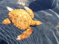 Caretta caretta, Unechte Karettschildkröte