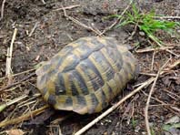 Landschildkröten, Testudinidae