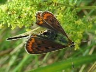 Brauner Feuerfalter, Lycaena tityrus