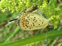 Brauner Feuerfalter, Lycaena tityrus