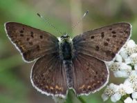 Brauner Feuerfalter, Lycaena tityrus