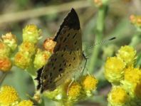 Brauner Feuerfalter, Lycaena tityrus