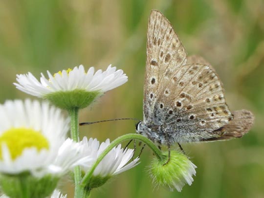 Brauner Feuerfalter, Lycaena tityrus