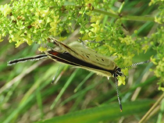 Brauner Feuerfalter, Lycaena tityrus
