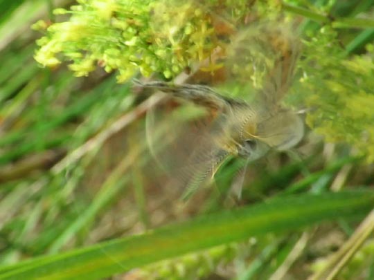 Brauner Feuerfalter, Lycaena tityrus