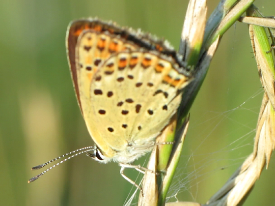 Brauner Feuerfalter, Lycaena tityrus