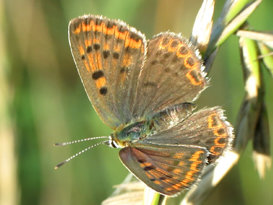 Brauner Feuerfalter, Lycaena tityrus