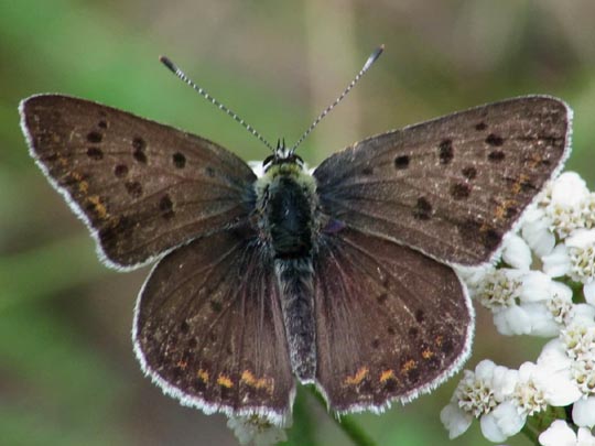 Brauner Feuerfalter, Lycaena tityrus
