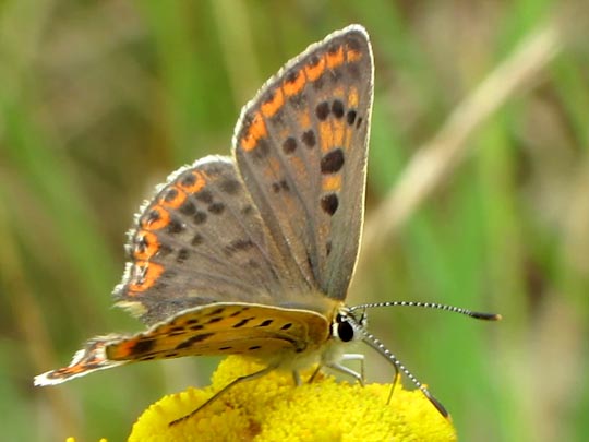 Brauner Feuerfalter, Lycaena tityrus