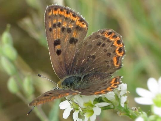Brauner Feuerfalter, Lycaena tityrus