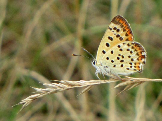 Brauner Feuerfalter, Lycaena tityrus