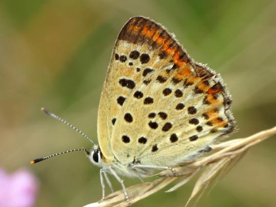 Brauner Feuerfalter, Lycaena tityrus
