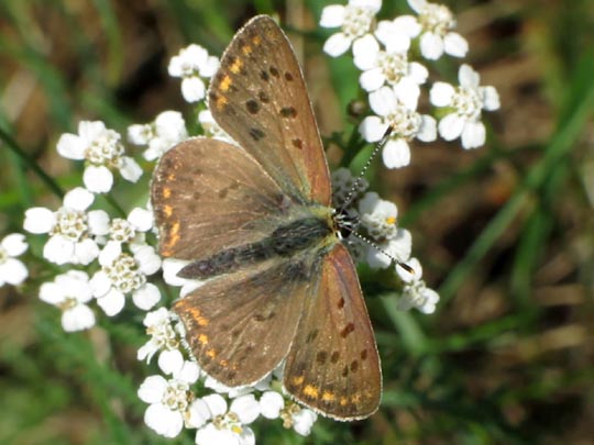 Brauner Feuerfalter, Lycaena tityrus