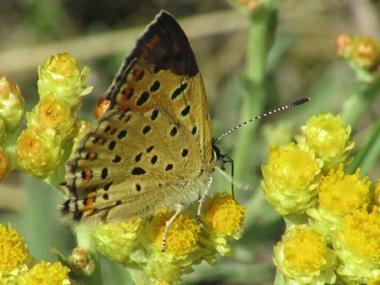 Brauner Feuerfalter, Lycaena tityrus