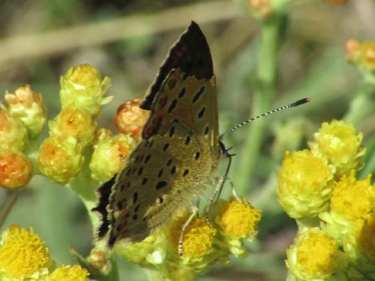 Brauner Feuerfalter, Lycaena tityrus