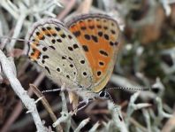 Brauner Feuerfalter, Lycaena tityrus