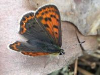 Brauner Feuerfalter, Lycaena tityrus