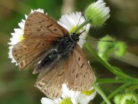 Brauner Feuerfalter, Lycaena tityrus