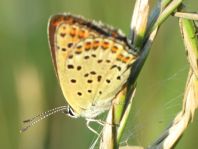 Brauner Feuerfalter, Lycaena tityrus