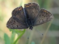 Brauner Feuerfalter, Lycaena tityrus