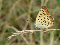 Brauner Feuerfalter, Lycaena tityrus