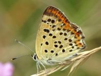 Brauner Feuerfalter, Lycaena tityrus