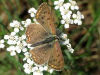 Brauner Feuerfalter, Lycaena tityrus