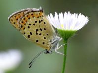 Brauner Feuerfalter, Lycaena tityrus