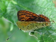 Brauner Feuerfalter, Lycaena tityrus