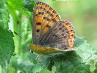 Brauner Feuerfalter, Lycaena tityrus