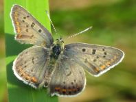 Brauner Feuerfalter, Lycaena tityrus